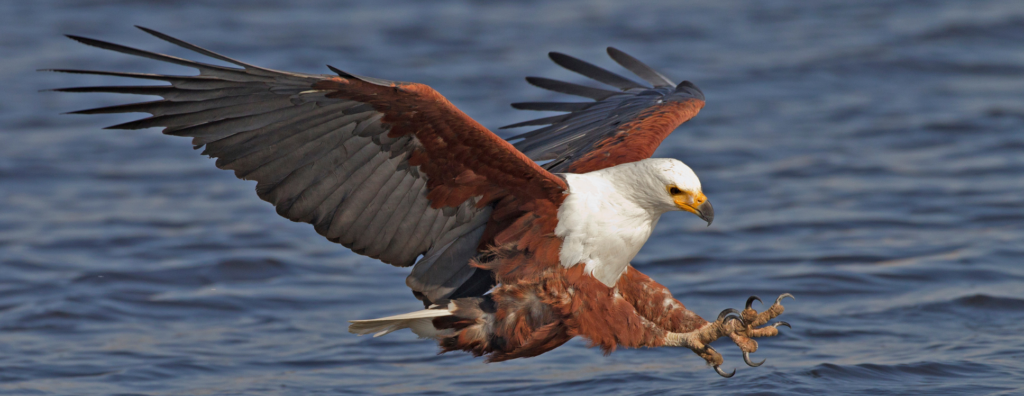 African Fish Eagles Hunting Along Rivers and Lakes