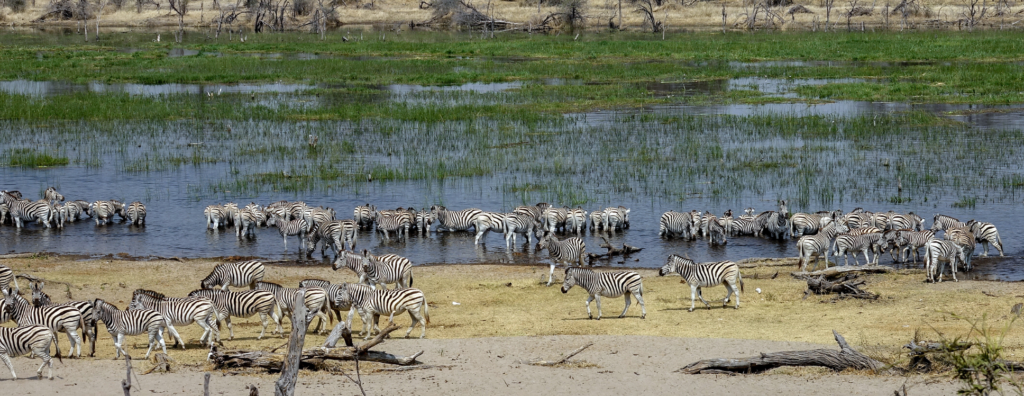 Botswana’s Zebra Migrations: Africa’s Lesser-Known Wildlife Journey