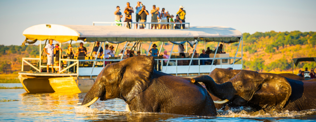 Elephant River Crossings in Chobe National Park
