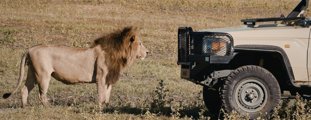 Expect the Unexpected: Why Africa’s Wildlife Is Unlike Anywhere Else