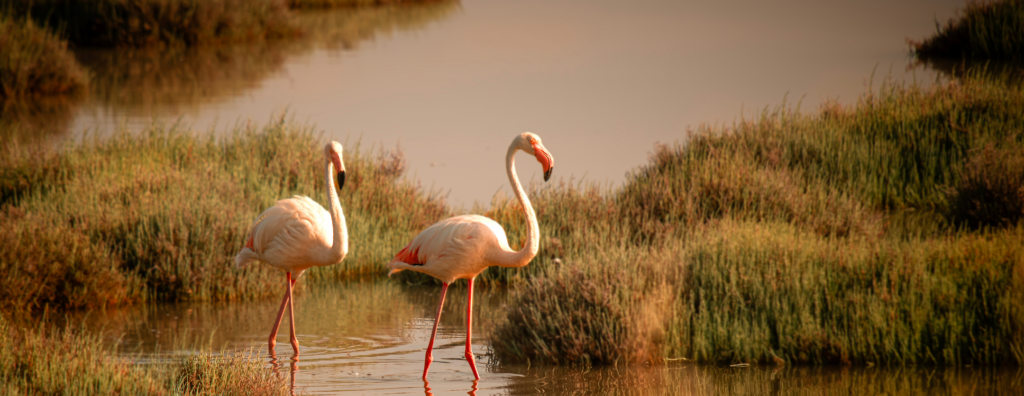 Flamingo Migration: Africa’s Pink Birding Spectacle