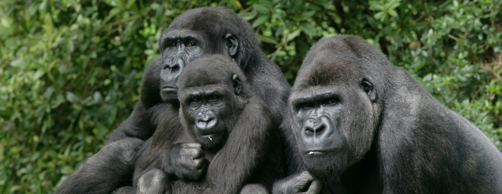 Gorillas in the Mist: Mountain Gorilla Trekking in Africa