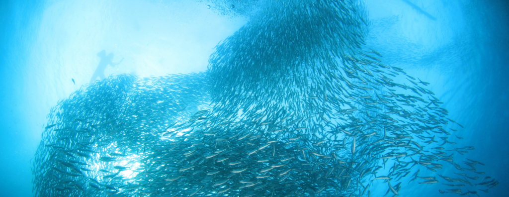 The Sardine Run: One of the Greatest Marine Migrations on Earth