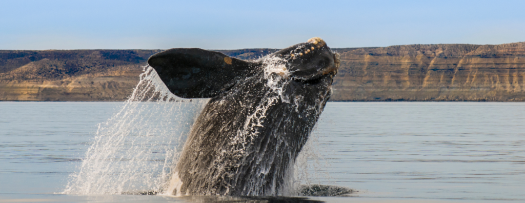 Southern Right Whales: When Giants of the Ocean Come Ashore