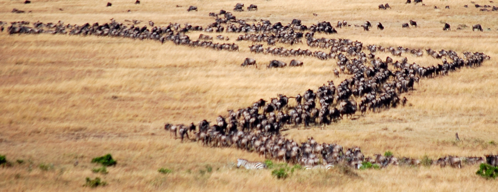 The Great Migration: Africa’s Ultimate Wildlife Spectacle