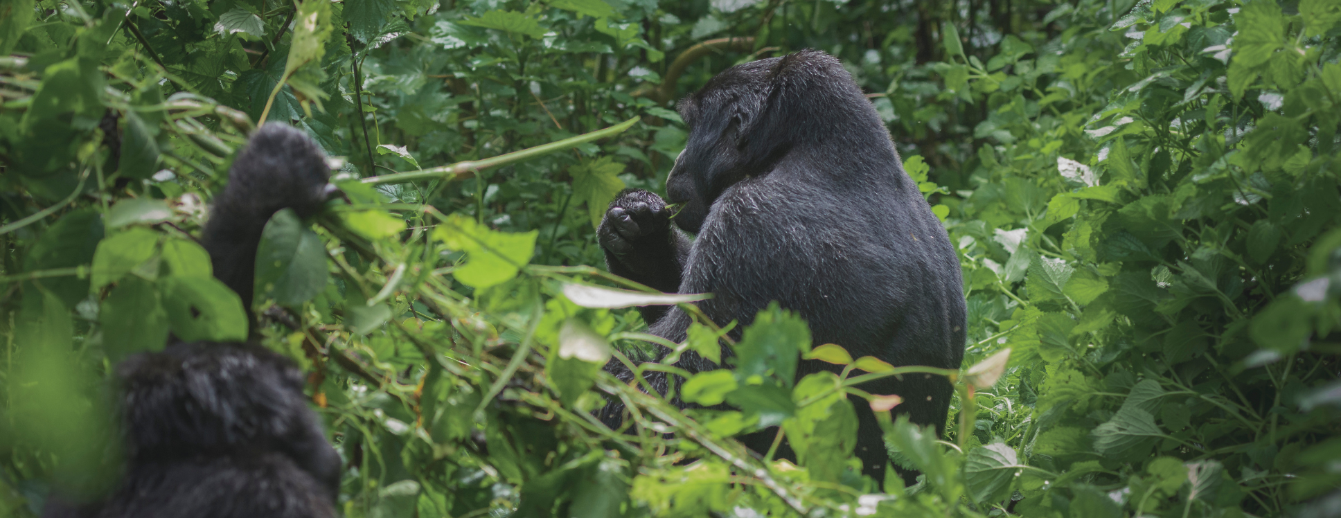 Top 10 Wildlife Spectacles in Africa