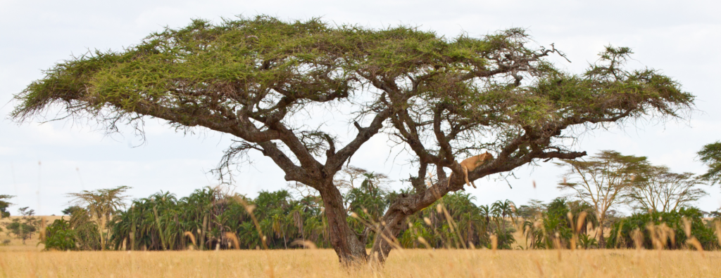 Tree-Climbing Lions: One of Africa’s Rarest Predator Sightings