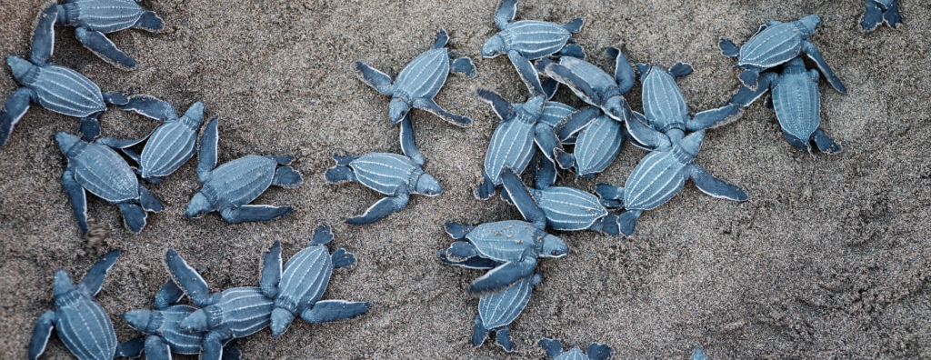 Sea Turtle Nesting and Hatching on Africa’s Coastlines