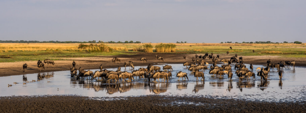Liuwa Plain National Park, Zambia