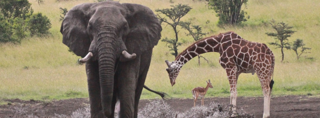 Ol Pejeta Conservancy, Kenya