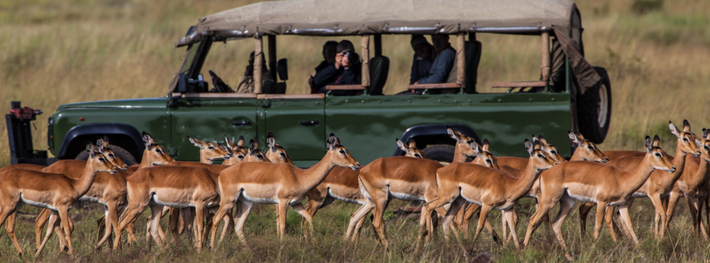 Game Drives May Feel a Little More Adventurous