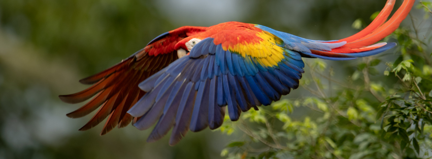 Costa Rica: Rainforests, Wildlife and Wild Beaches