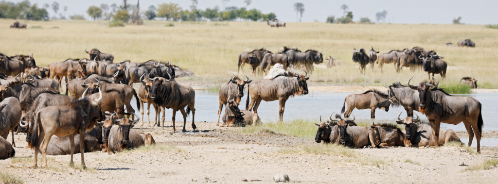 Myth_ Safari Parks Are Like Giant Zoos