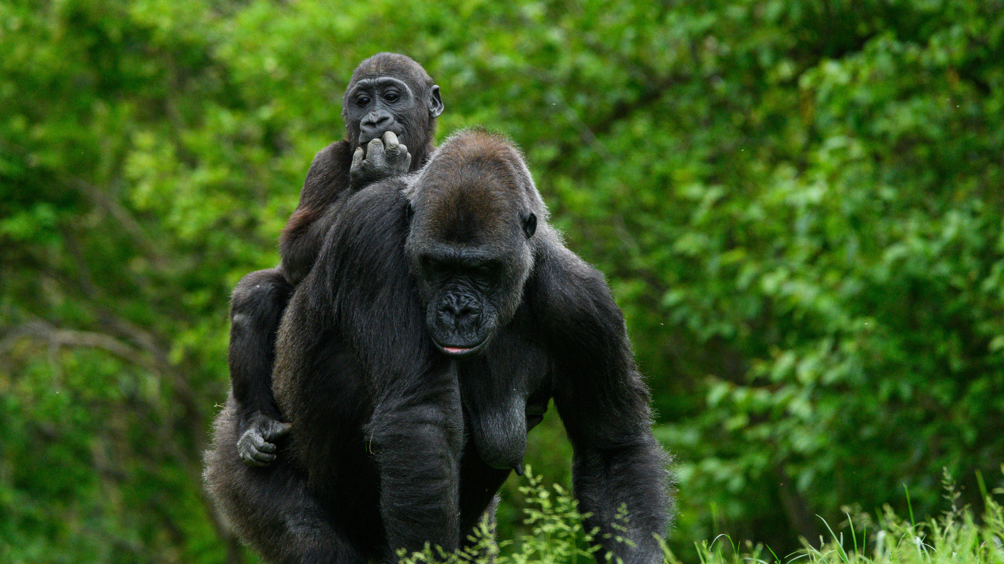 East Africa Gorilla Trekking & Safari 2026