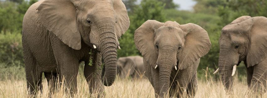 Southern Africa vs East Africa: Which African Safari & Travel Experience is Right for You?