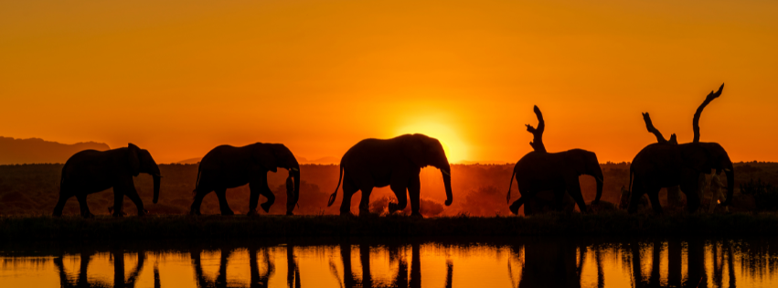 How to Plan a Last-minute Safari_Jabulani Safaris