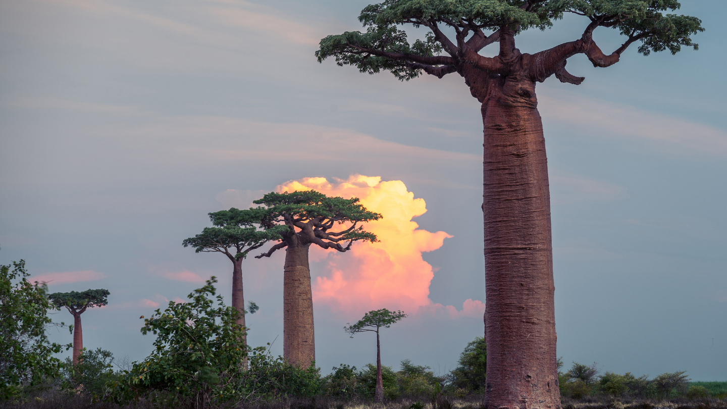 Ultimate Madagascar 2026