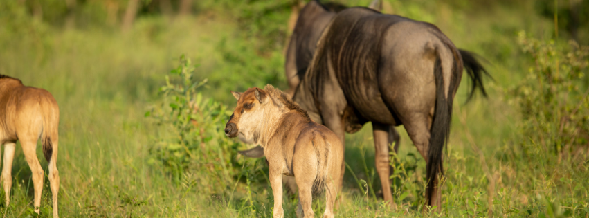 Great Migration: Calving season