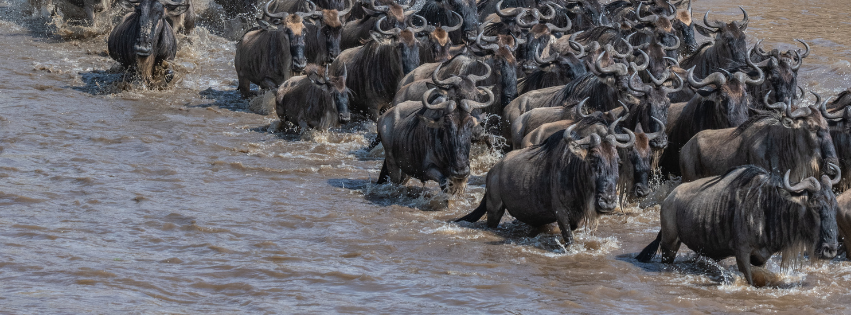 Grumeti River Crossings