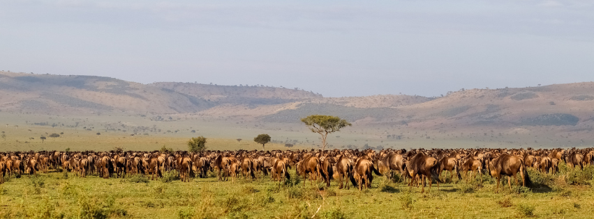 Kenya's Mara Migration