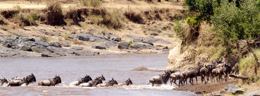 Mara River Crossings