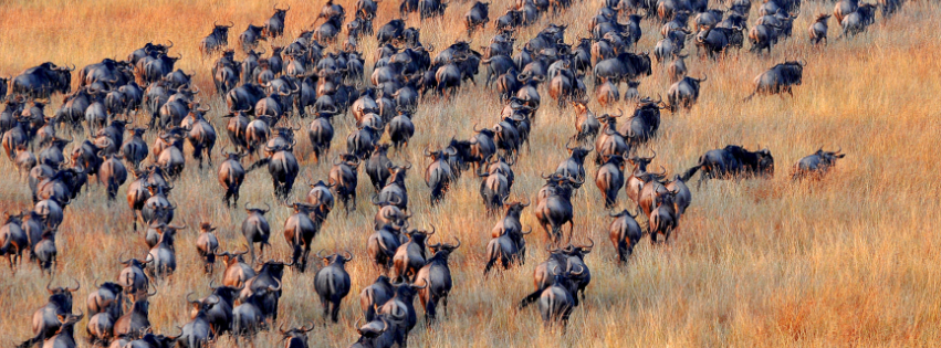 Migration Moves North
