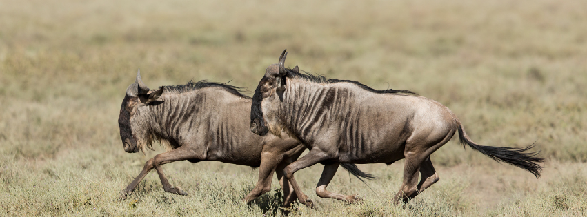 Southern Serengeti