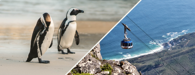 Meet Penguins and Ride a Cable Car