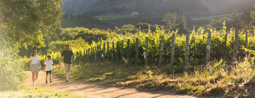 Play Among the Vines