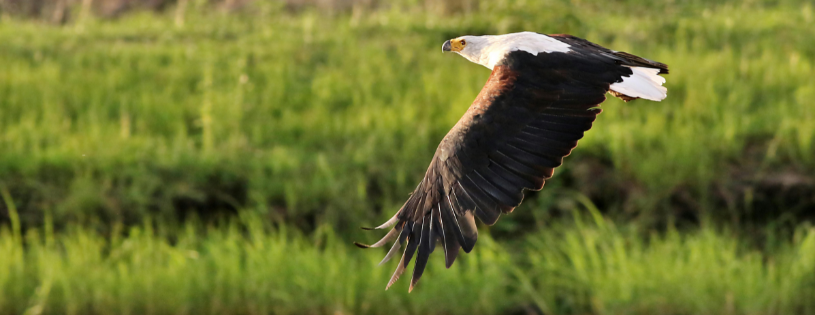 Turn Birdwatching Into a Treasure Hunt