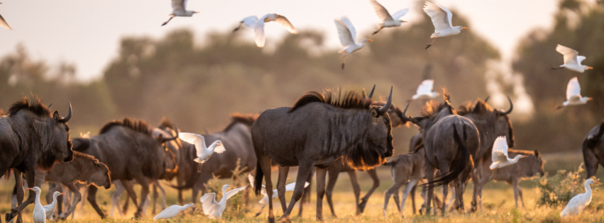 Sustainable Safaris in Southern Africa