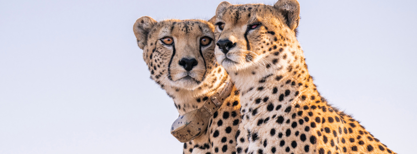Wildlife Conservation on Safari